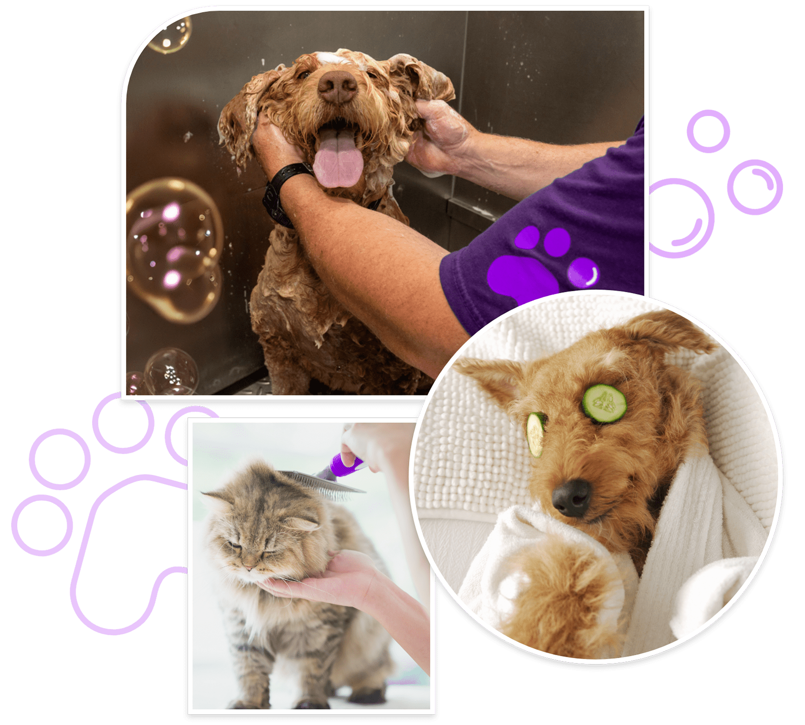 dog groomer near me