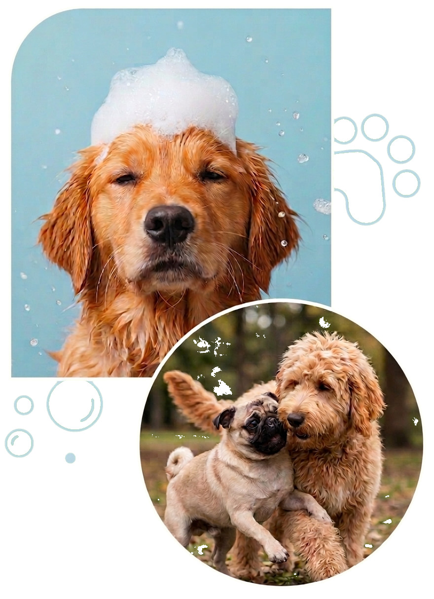 dog clipping near me